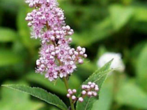 ����������Щ��Ч���� �������ε�������