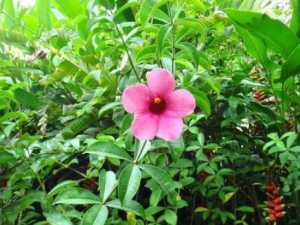 ���Ļ��Ĺ�Ч���� ���Ļ��ε�����