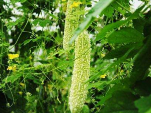 �������Щ��Ч ����������