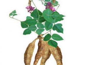 ��������Щ��Ч ���������͸