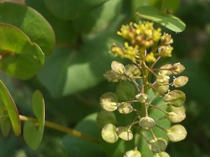 ��Ҷ���в˵Ĺ�Ч���� ��Ҷ���в��ξ���