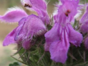 �龥���յĹ�Ч���� �龥�������¾�ʧ��