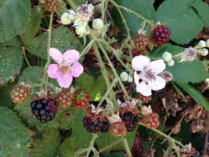 ��ҳ�����Ӹ��Ĺ�Ч���� ��ҳ�����Ӹ��ξ�����к����