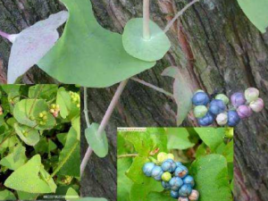 �����Ĺ�Ч���� ������ν괯����