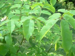 ���Ƹ��׵�ʮһ�������� �Ͻ��ղذ�