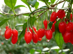 ������ô�� ���͵ĸ��Ʒ���