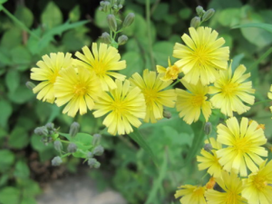 ��˻��ӵĹ�Ч���� ��˻���ȥ���Ȱ�����