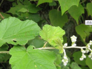 �ϻ��ݵĹ�Ч���� �ϻ�������ʪ