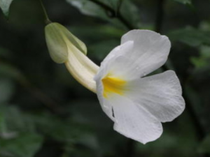 ϰ׻ĹЧ ϰ׻׽ⶾθ