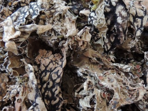 ����Ƥ�Ĺ�Ч���� ����Ƥ���ٸ���ʹ