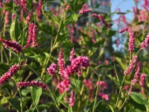 ��ޤ�ݵĹ�Ч���� ��ޤ������ֹʹ������