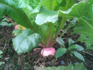 ����Ҷ�Ĺ�Ч���� ����Ҷ��ҭ������