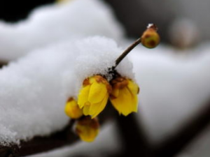 ��ѩ�Ĺ�Ч���� ��ѩ������