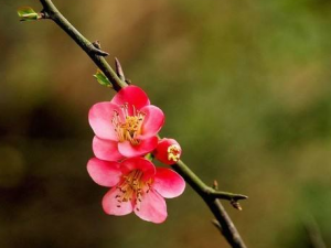 ��÷���Ĺ�Ч���� ��÷�������������Ȳ�����