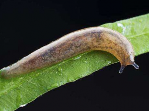 �����Ĺ�Ч���� �����αվ���Ѫ��ʹ