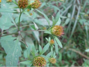 �ǰѲݸ��Ĺ�Ч���� �ǰѲݸ�������