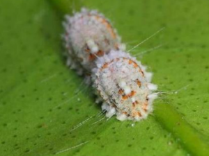 ���������ķ�������Щ �������������