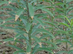 �����ٺϵĹ�Ч���� �����ٺ����ֹ���ην�ˣ�