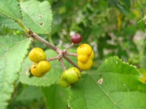 ���ױⵣ�˵����� ���ױⵣ��