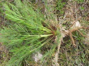 ��ͷ�ݵĹ�Ч���� ��ͷ���μ�������