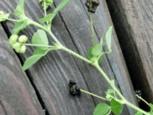 �������Ĺ�Ч���� ��������������ʹ