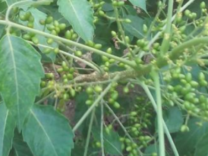 ��ѻ�����Ĺ�Ч���� ��ѻ������ű��