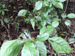 ��ѻ��Ҷ�Ĺ�Ч���� ��ѻ��Ҷϴ�ȶ�������