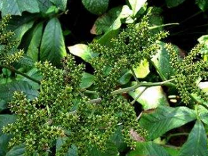 �＾�����Ľ��� ��֪����