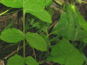 ɯյĹЧ ɯսƢθֹʹ