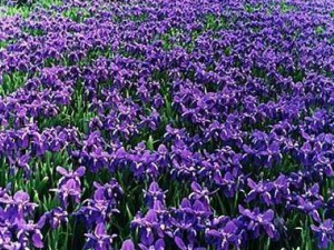 ��������Ĺ�Ч���� ���������μ��Ա�������