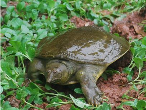 �ﶬ��������ºͲ��� ��Щ�������㲹����