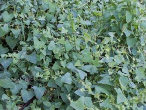 ����Ĺ�Ч���� ��������ͷ��