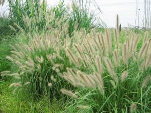 ��β�ݸ��Ĺ�Ч���� ��β�ݸ��ο��Կ�Ѫ