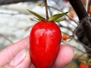 ��ѻ���Ĺ�Ч���� ��ѻ���ιǽ��