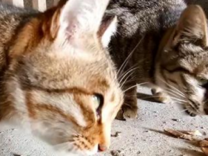 ��ǵĹ�Ч���� ������̼�����