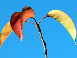 ��Ҷ����Щ��Ч���� ��Ҷ�λ�����ʹ