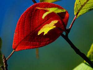 ����Ҷ�Ĺ�Ч���� ����Ҷ��С��׳��