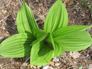 ޼«�Ĺ�Ч���� ޼«���з粻��