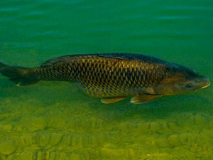 ���㵨����Щ��Ч ���㵨���۷�Ѫ������ʹ