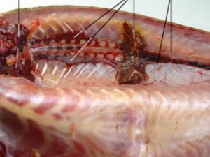 ����ݵĹ�Ч���� �����������