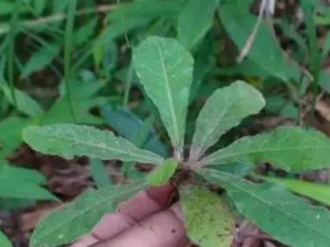 ����ɢ�Ĺ�Ч���� ����ɢ�η���