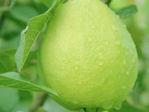 ��ʯ���Ӫ���Է� ��ʯ���Ӫ����ֵ