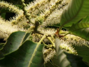 �����Ĺ�Ч���� ��������߾ò���