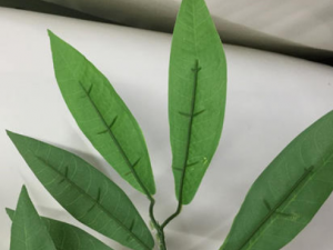 ��֦Ҷ����Щ��Ч���� ��֦Ҷ�ζ�������