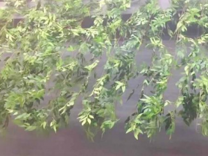 ��֦������Щ��Ч ��֦�ٽ��ȶ���С��������