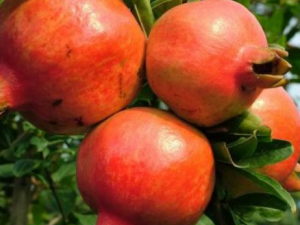 ʯ���ʳ�ý��� ��Щ��Ҫ����ʯ��