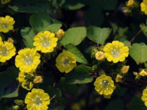 �����ӵĹ�Ч���� ��������ɢ���κ�ʹ