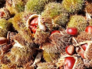 ��ë������Щ��Ч���� ��ë����̵��ͷ��