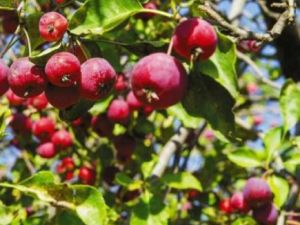 �＾���ѡ���ʺ��Լ���ˮ�� ��ͬ���ʵ���ѡ��ͬ