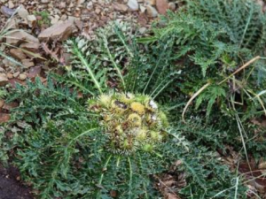 �������Ĺ�Ч���� �������η�ŧ��